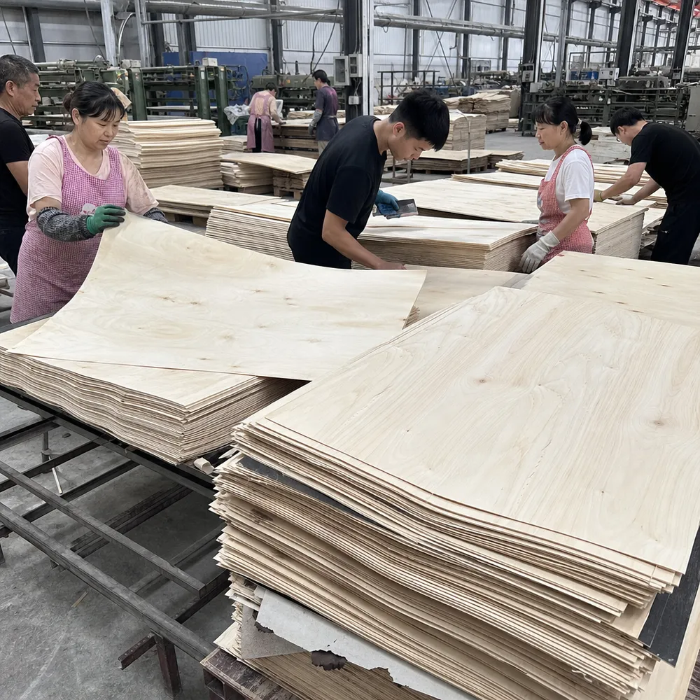 Birch veneer grading and sorting before layup — FSC certified sourcing